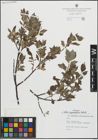 Foto von Salix myrsinifolia Salisb.